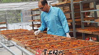 五华“大田柿花”走上产业化道路：涨到150元/斤 每年都不够卖